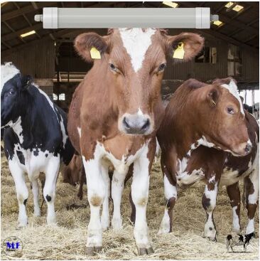 Lampu Tri-Proof LED Anti-Amonia Warna Putih Ik10 IP69K 0~10V Peredup CCT Daya yang Dapat Disesuaikan 170lm/W 1.6m untuk Peternakan Sapi Perah Domba Halaman Peternakan Ternak